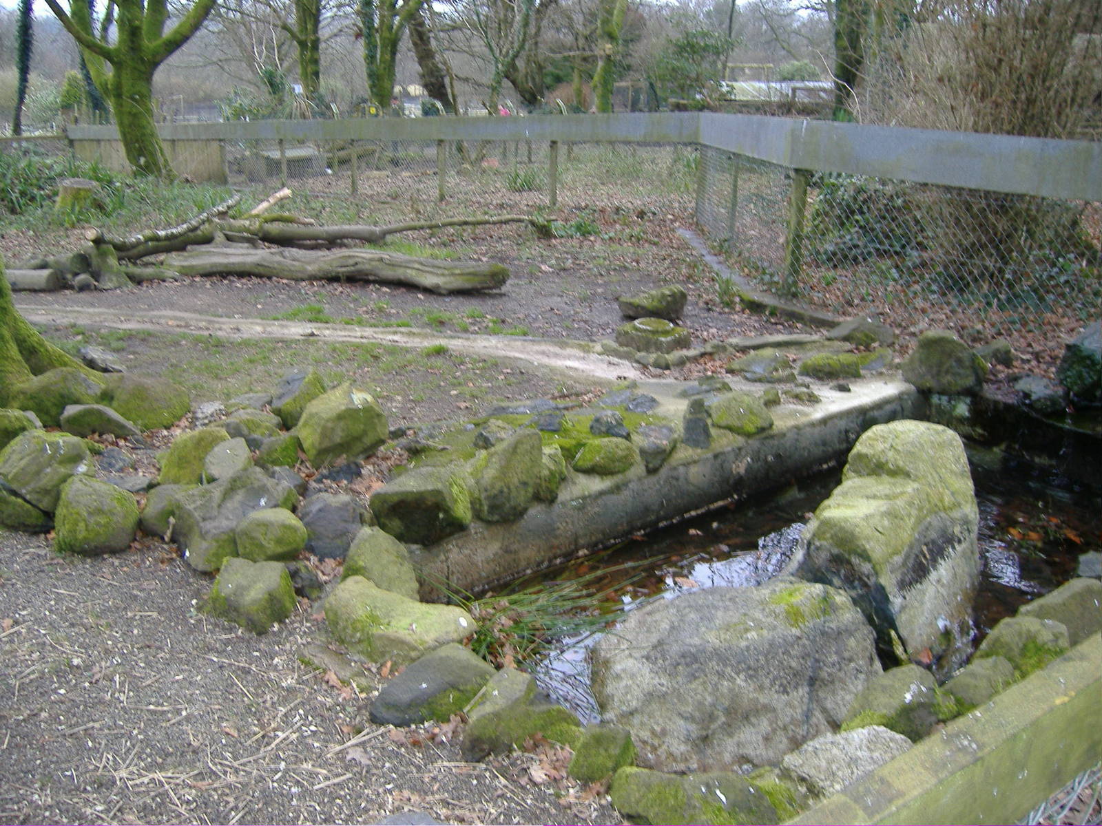 asian otters dartmoor