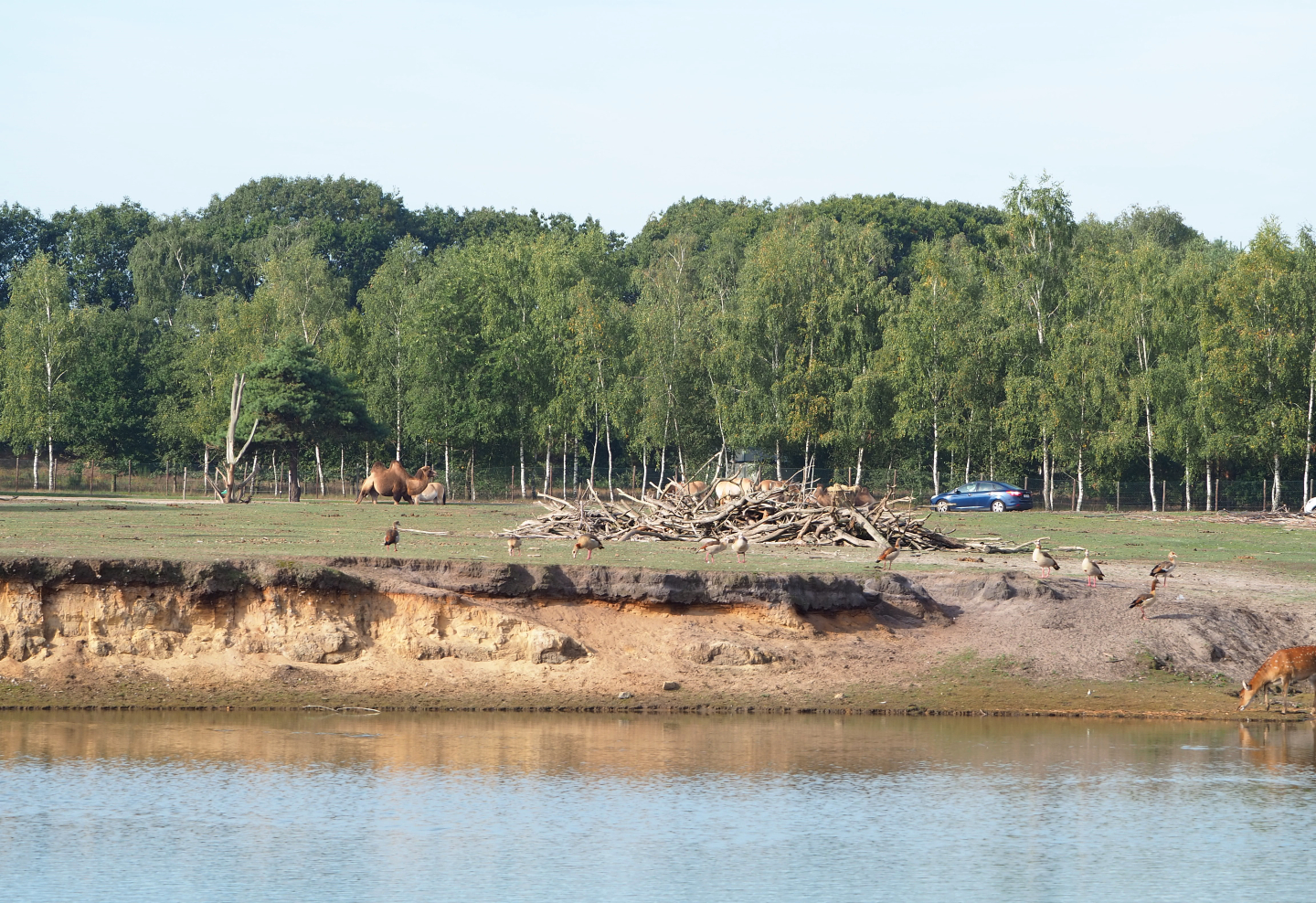 Asian paddock, 2019-09-15