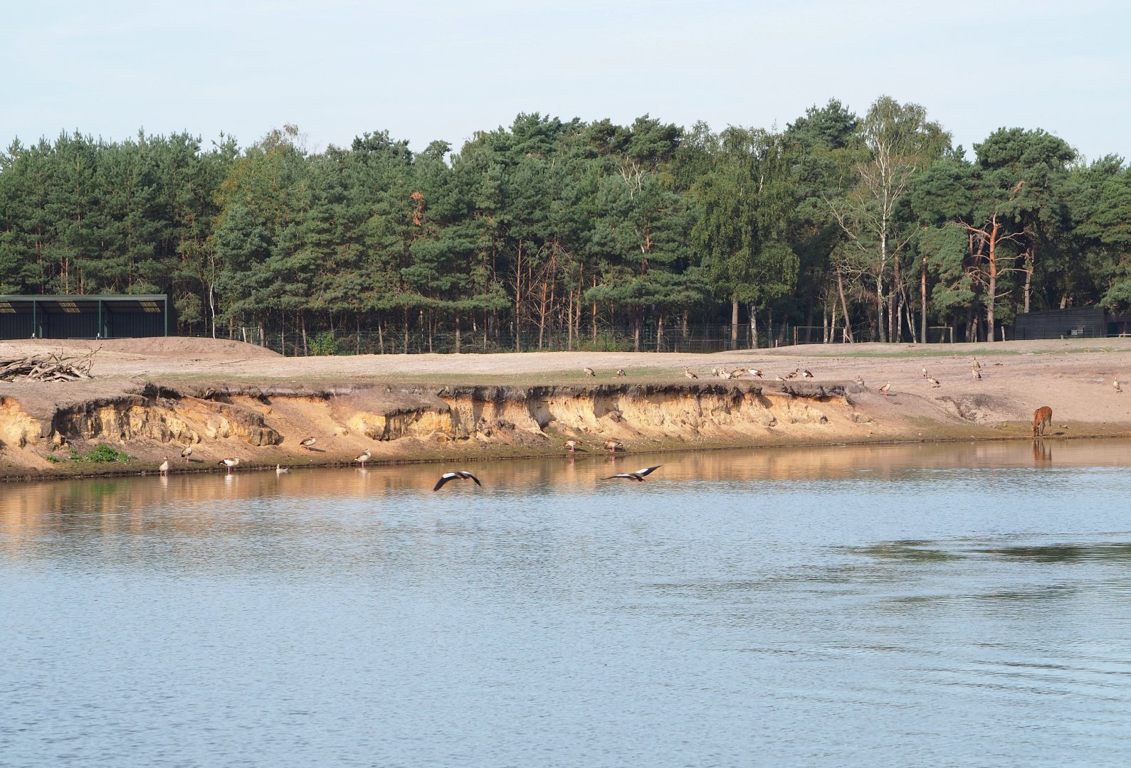 Asian paddock, 2019-09-15