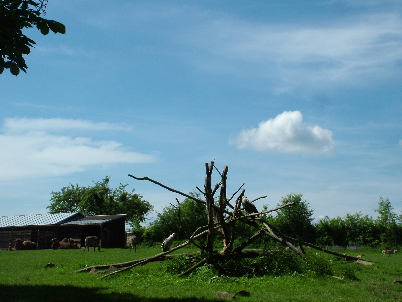 Asian paddock at Zlin, 28/05/10
