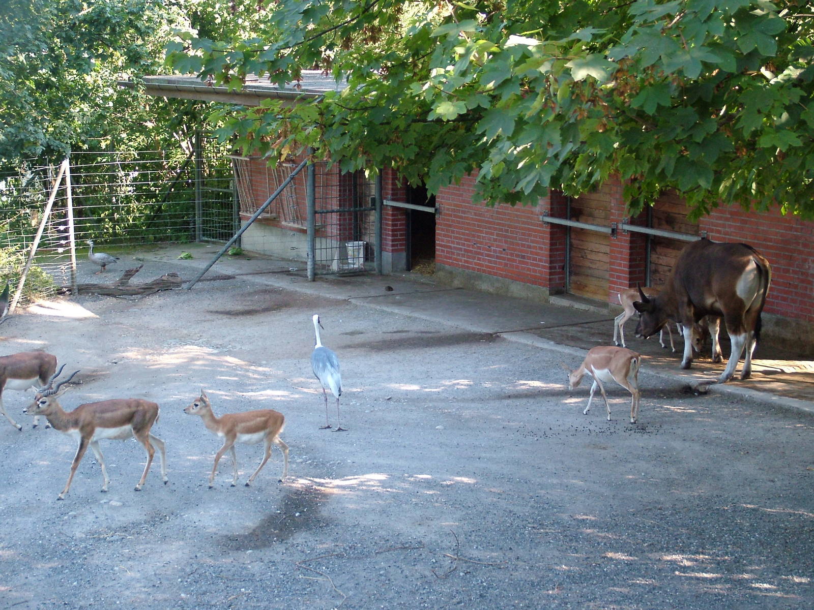 Asian paddock at Zurich 31/08/09