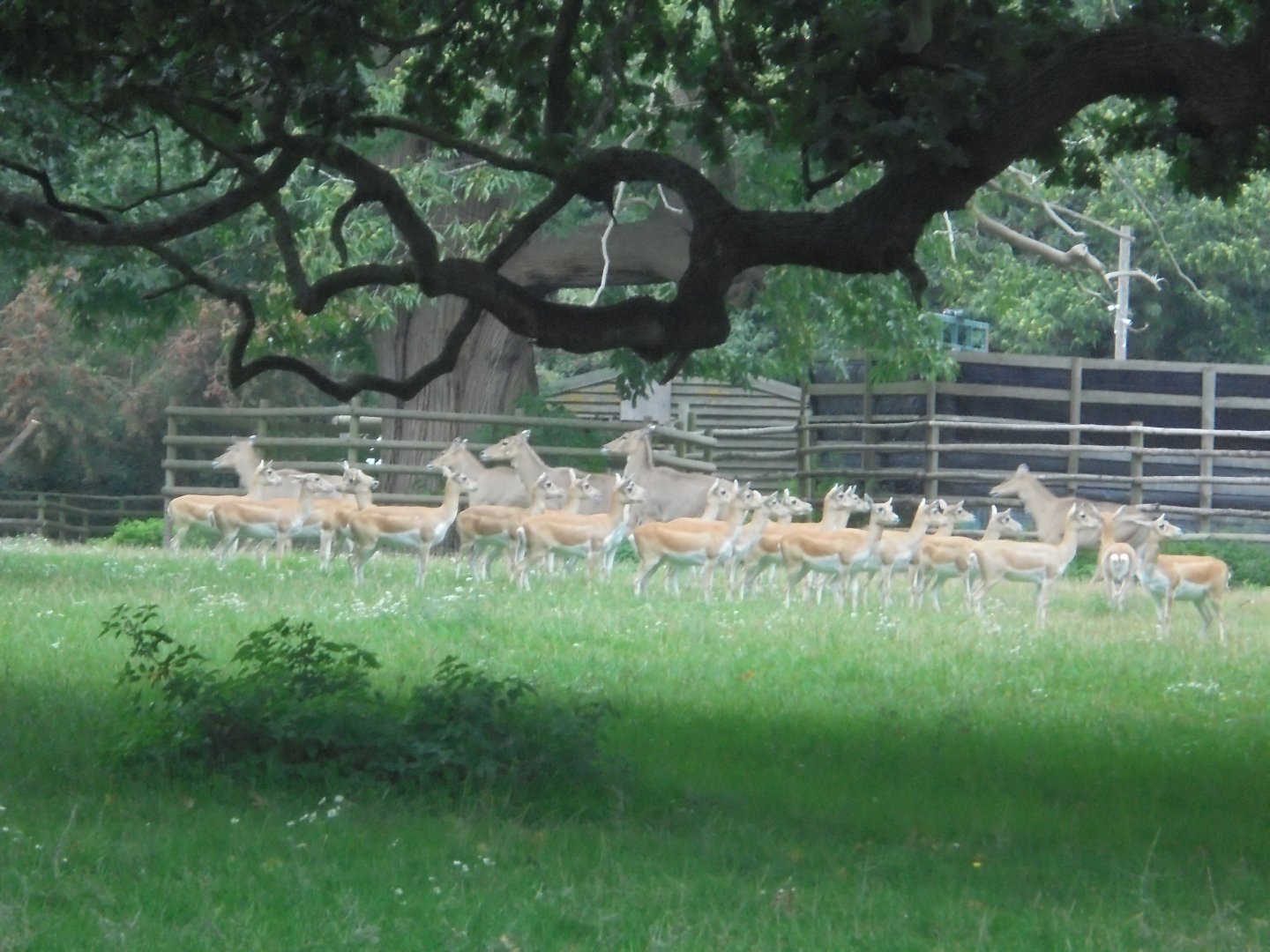 Asian paddock female Blackbuck & Nilgai.