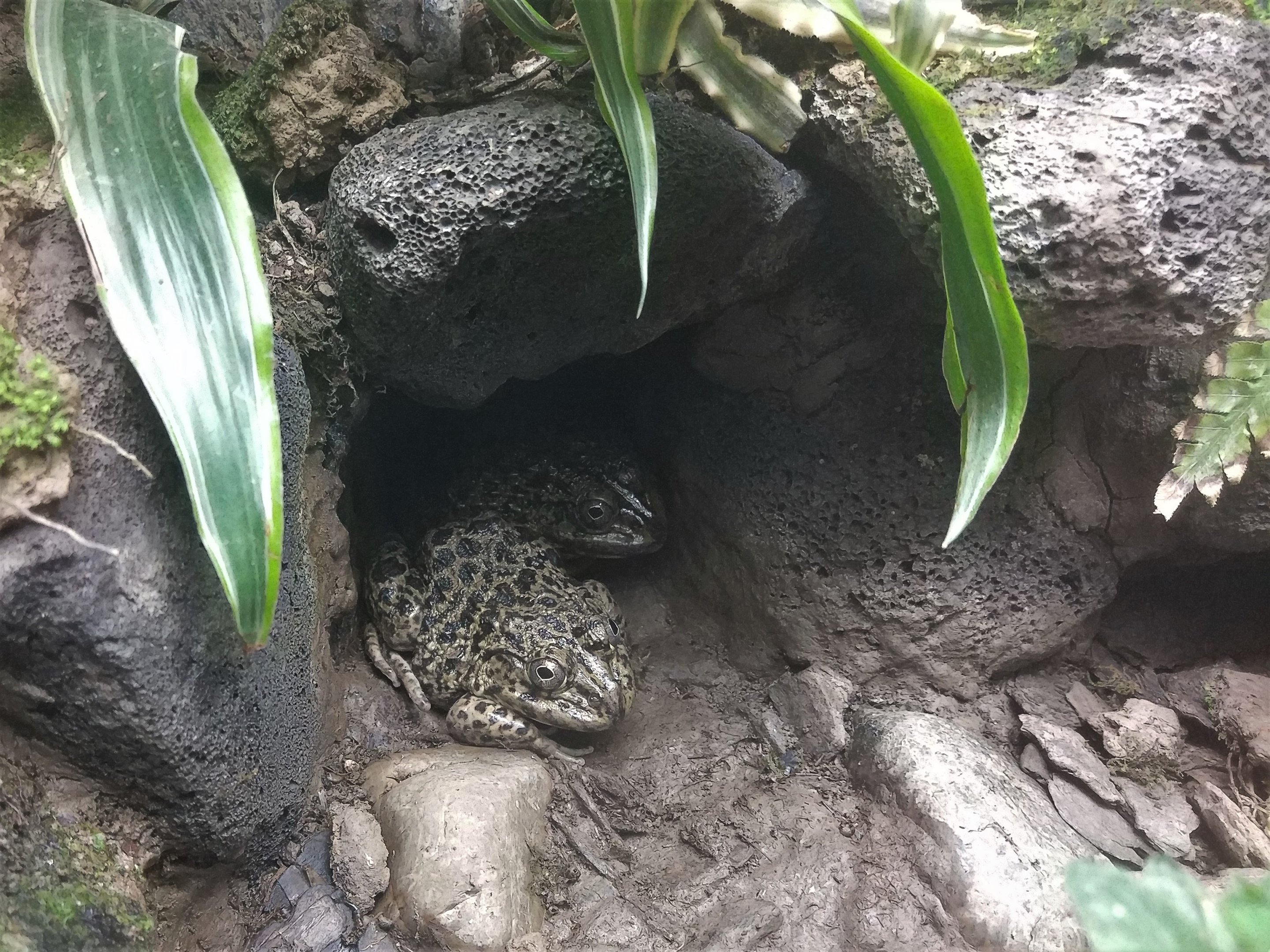 Asian Painted Bullfrog