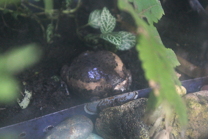 Asian painted frog (Kaloula pulchra)
