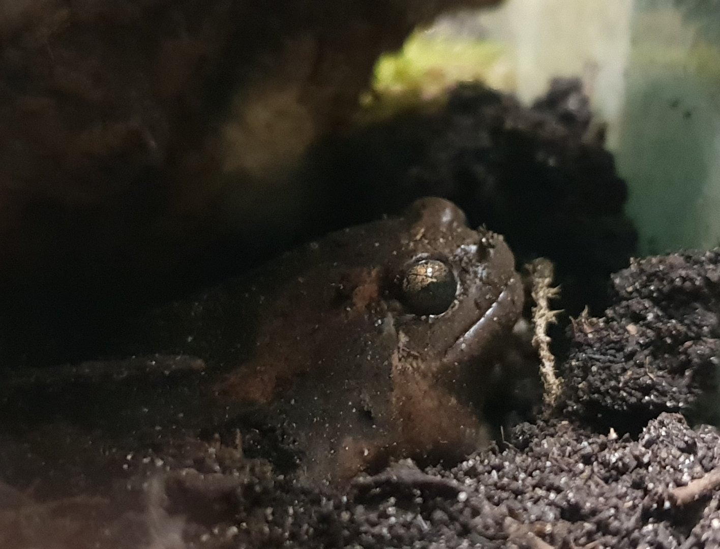 Asian painted frog - Kaloula pulchri