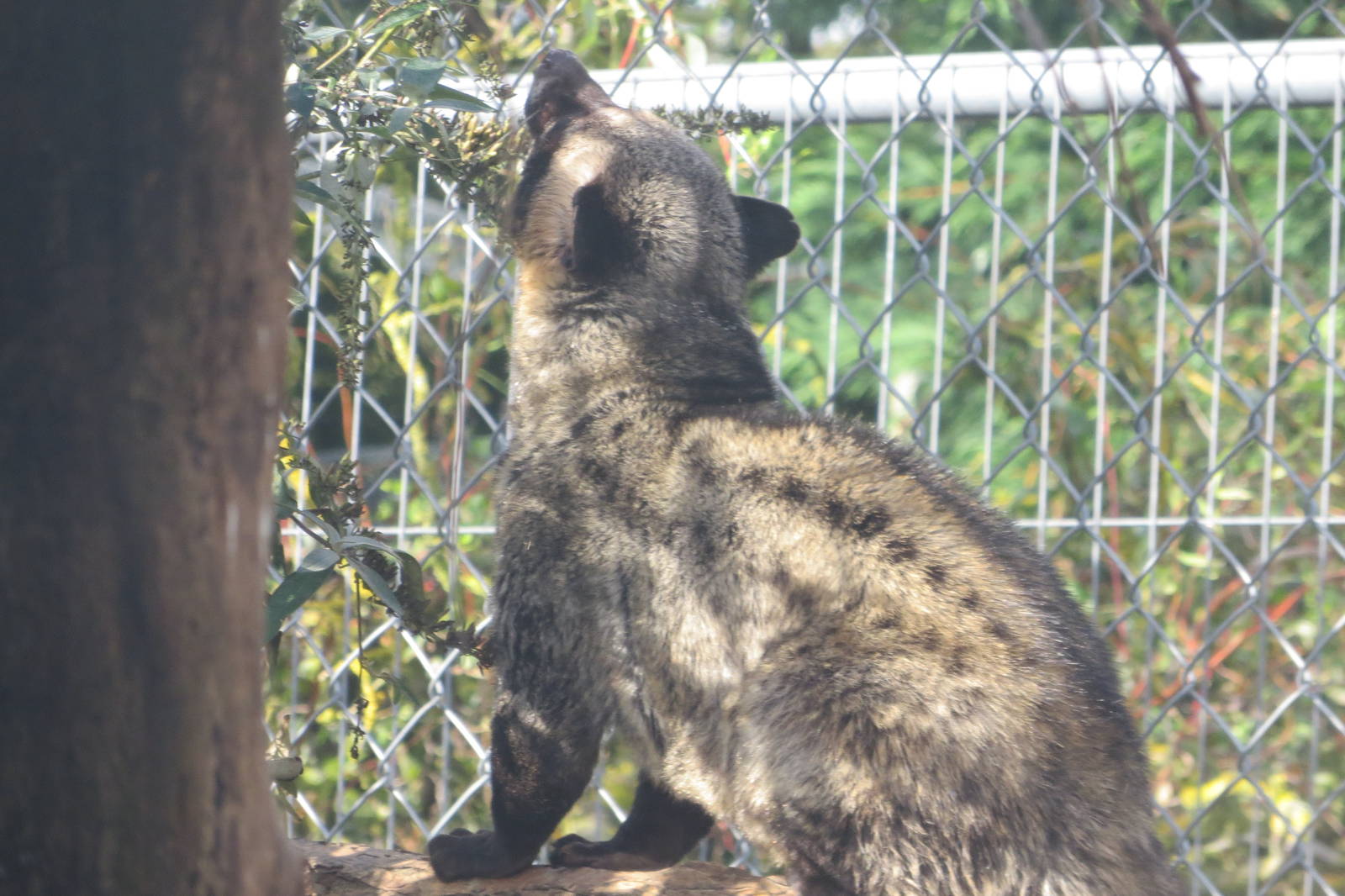 Asian Palm Civet 10/14