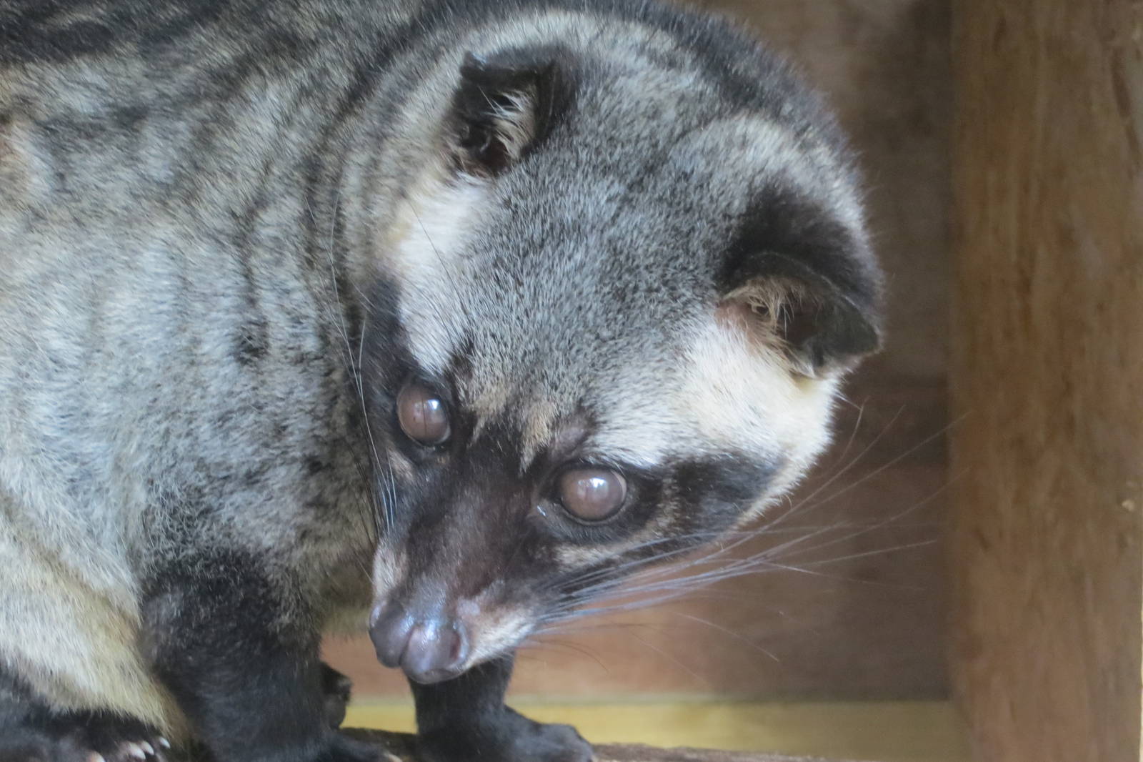 Asian Palm Civet 10/14