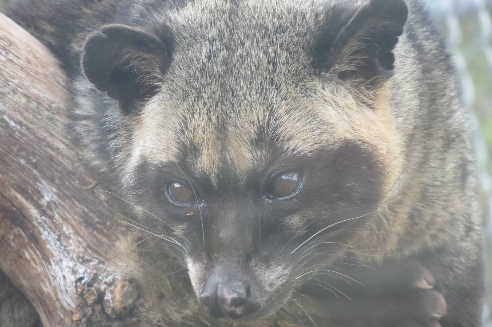 Asian Palm Civet 10/14