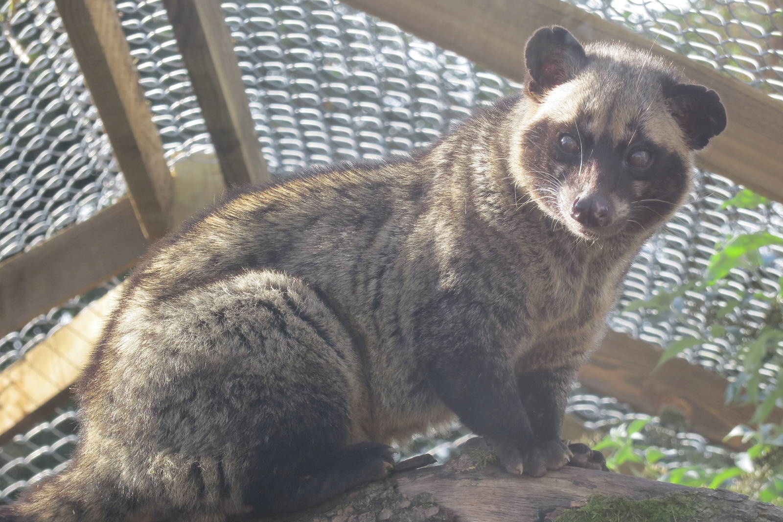 Asian Palm Civet 10/14