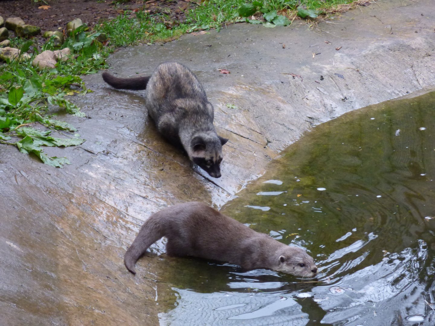 Asian Palm Civet and ASCO