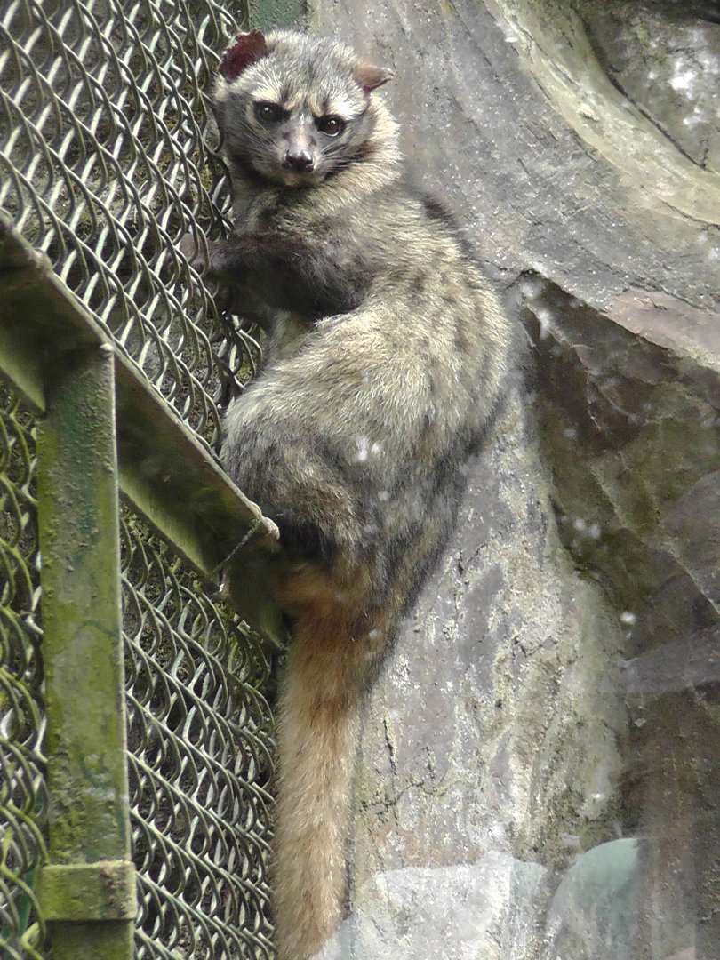 Asian Palm Civet, Darjeeling Zoo