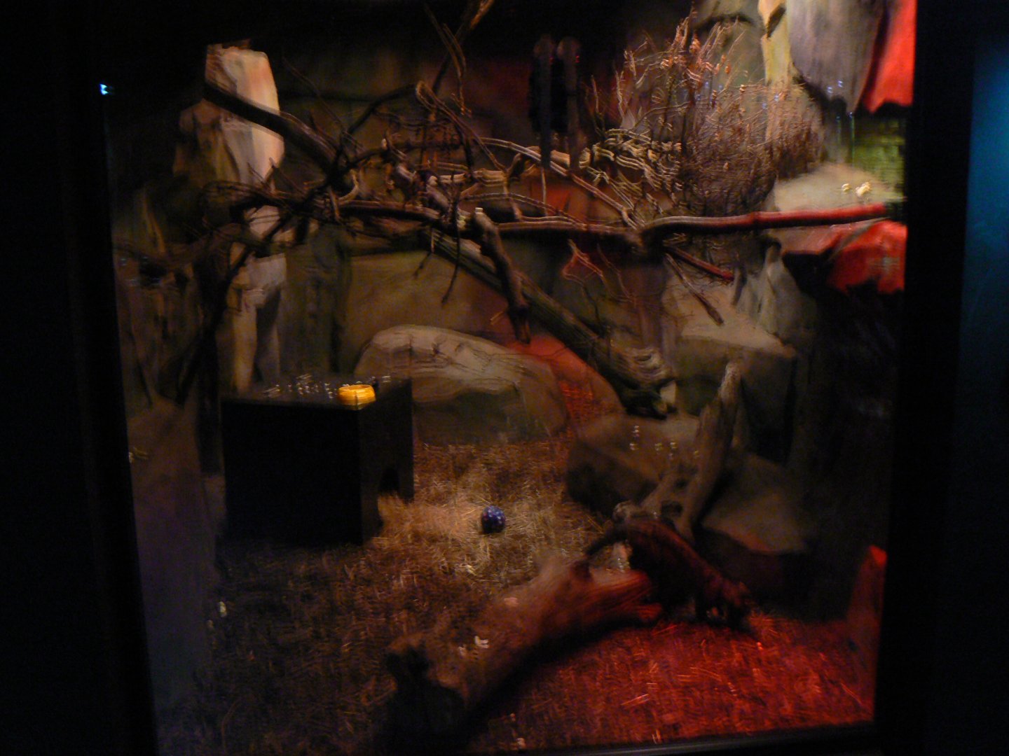 Asian Palm Civet Enclosure - 27 July 2017