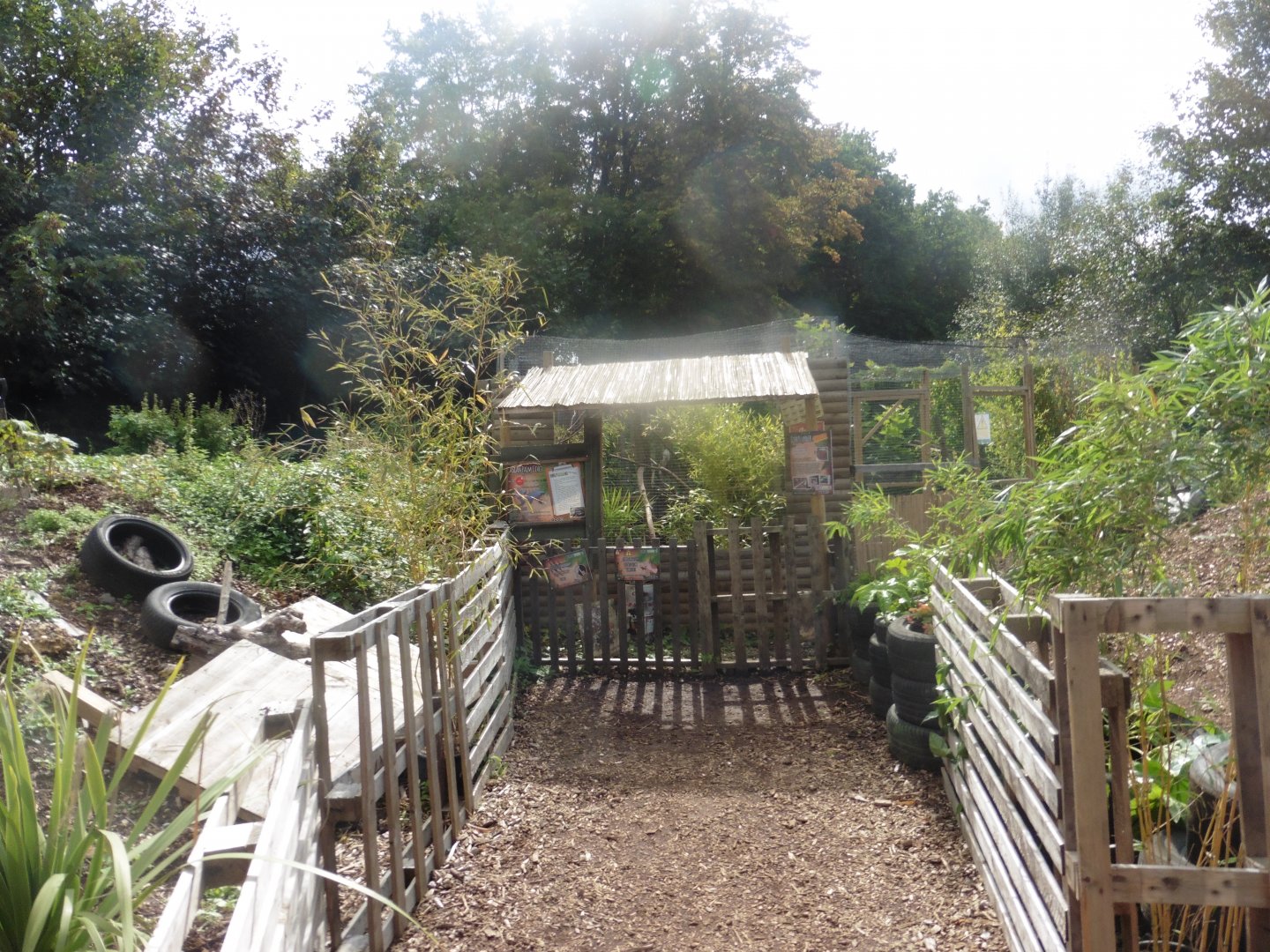 Asian Palm Civet enclosure