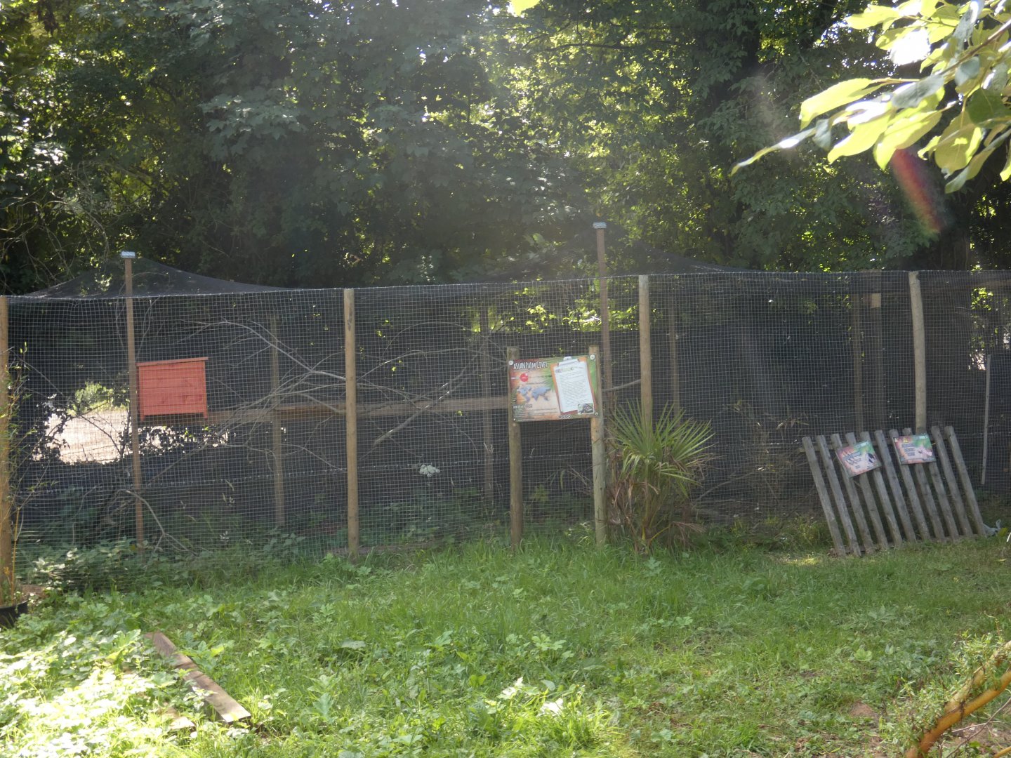 Asian Palm Civet enclosure