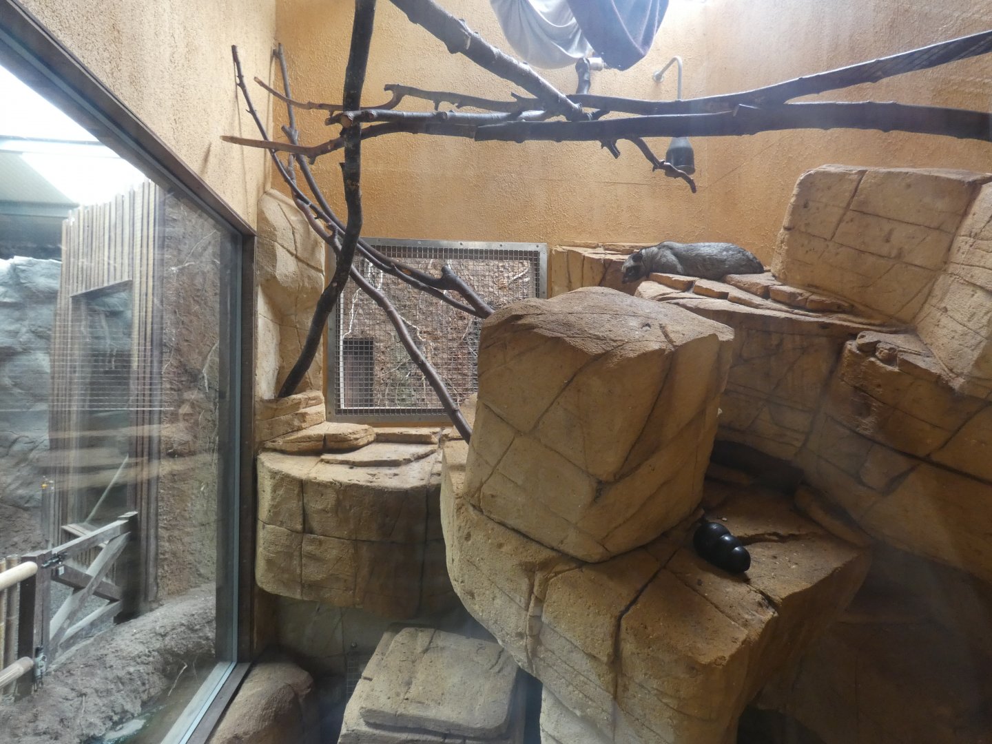 Asian Palm Civet enclosure