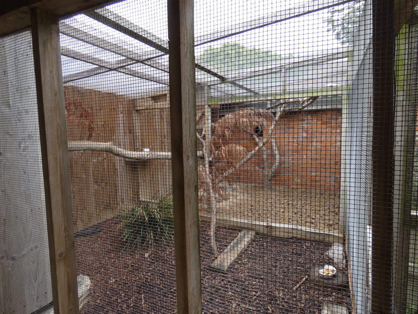 Asian palm civet enclosure