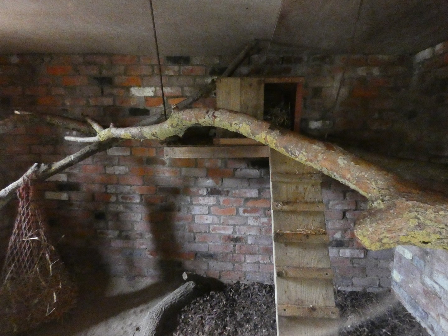 Asian palm civet enclosure