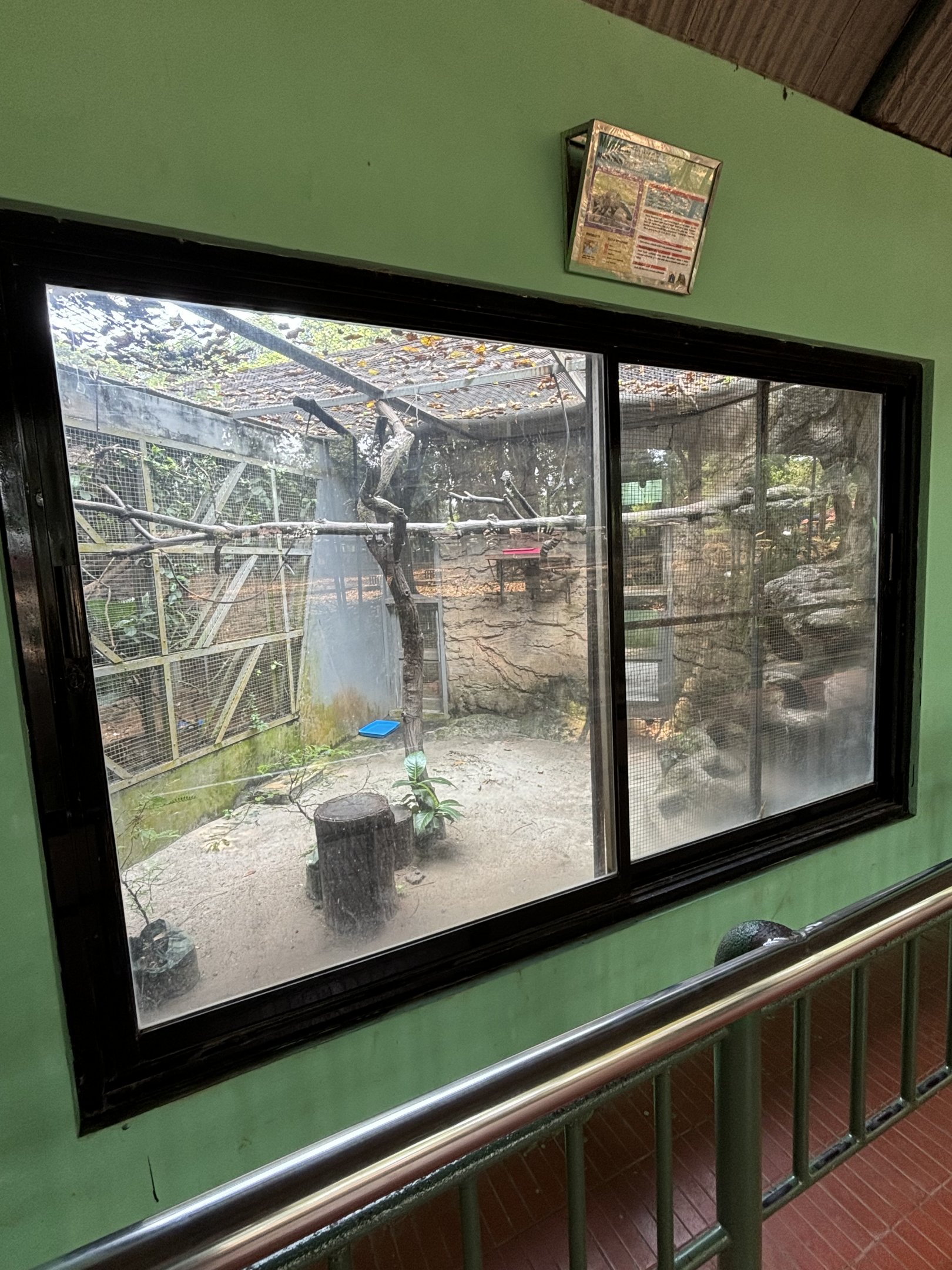 Asian Palm Civet Exhibit #1