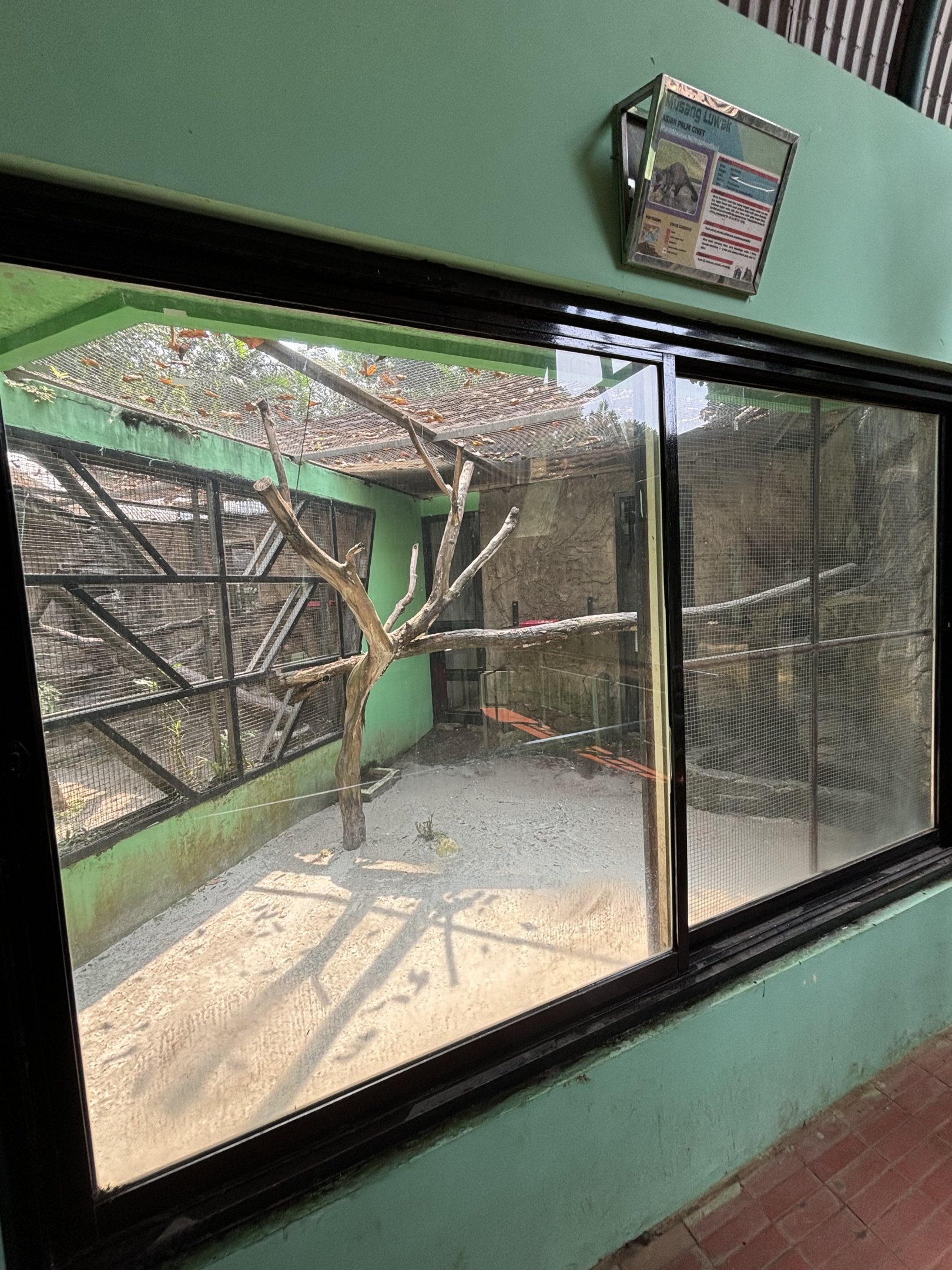 Asian Palm Civet Exhibit #2