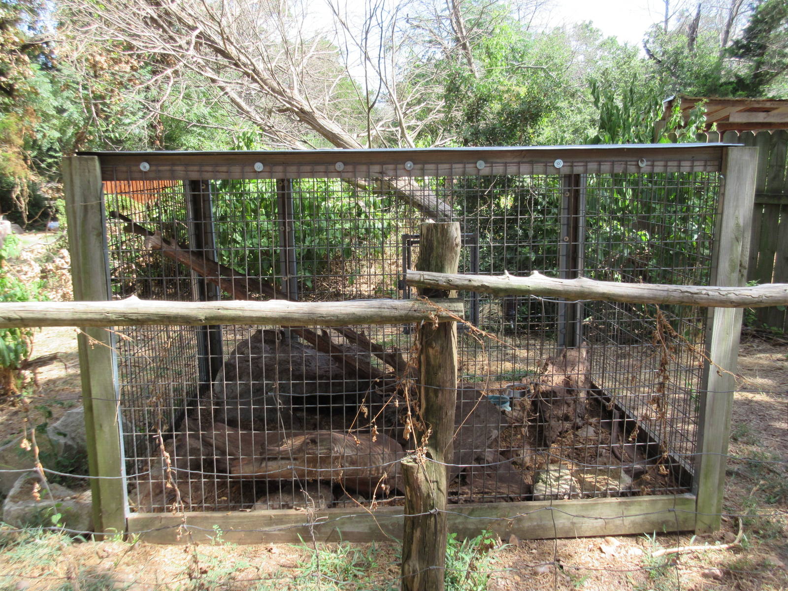Asian Palm Civet Exhibit