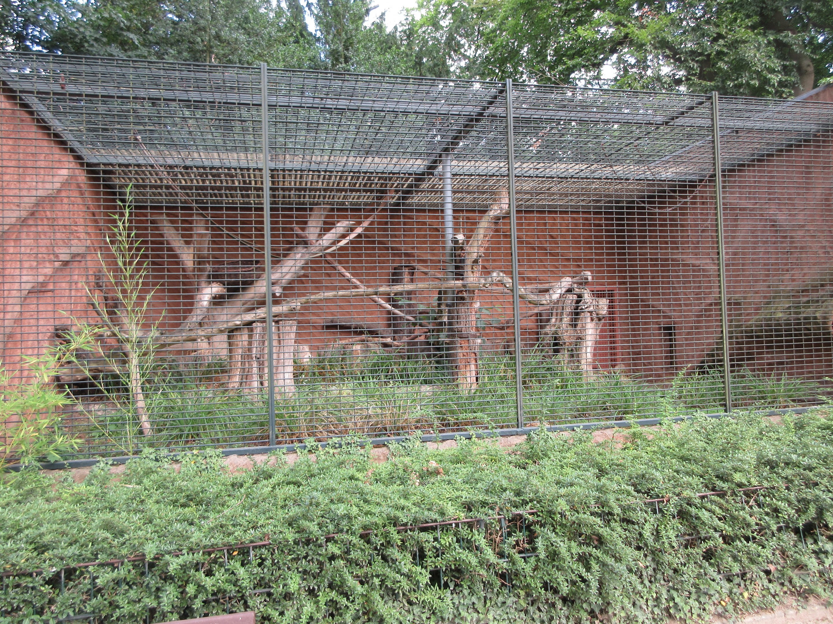 Asian Palm Civet Exhibit