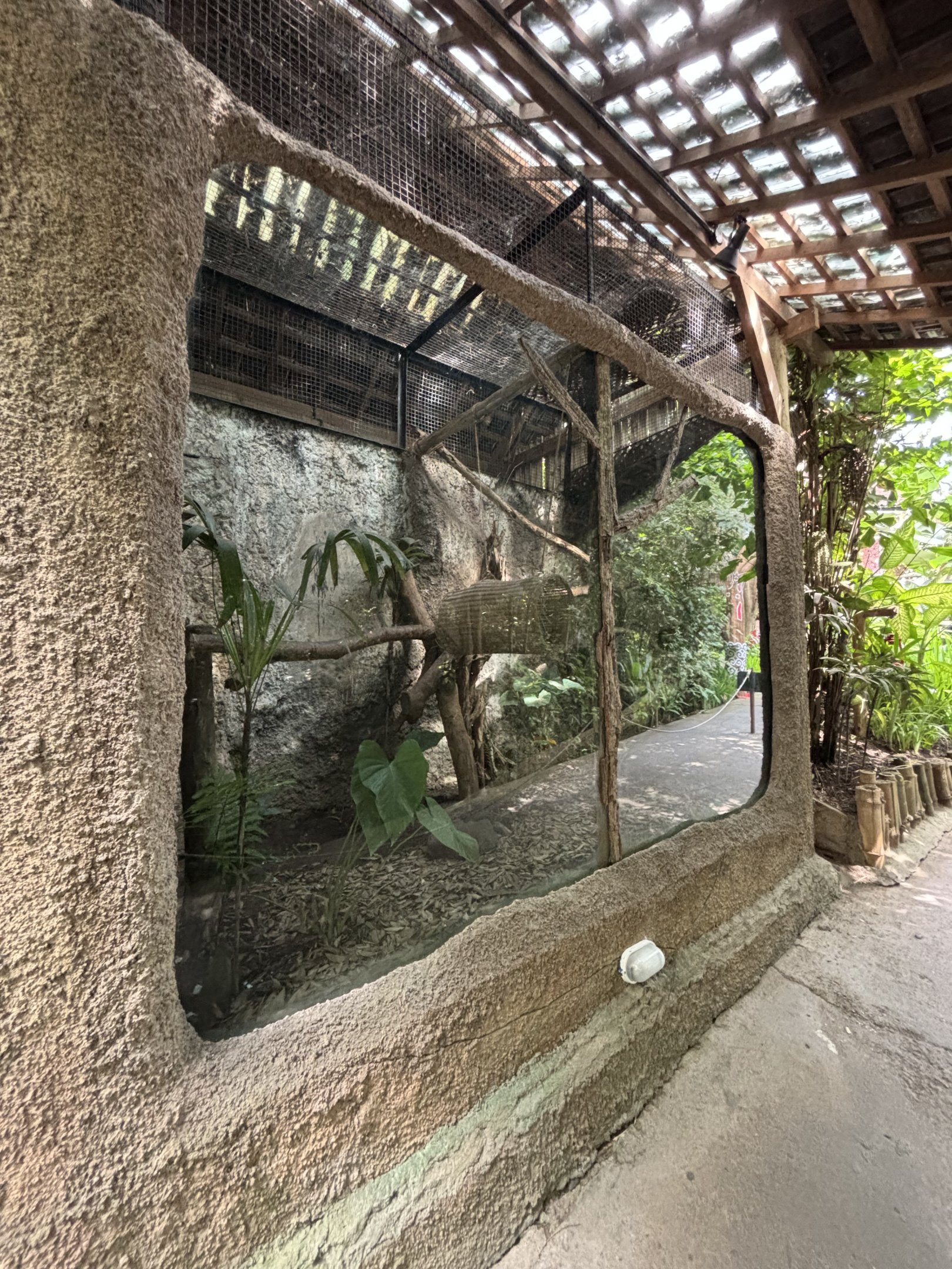 Asian Palm Civet Exhibit
