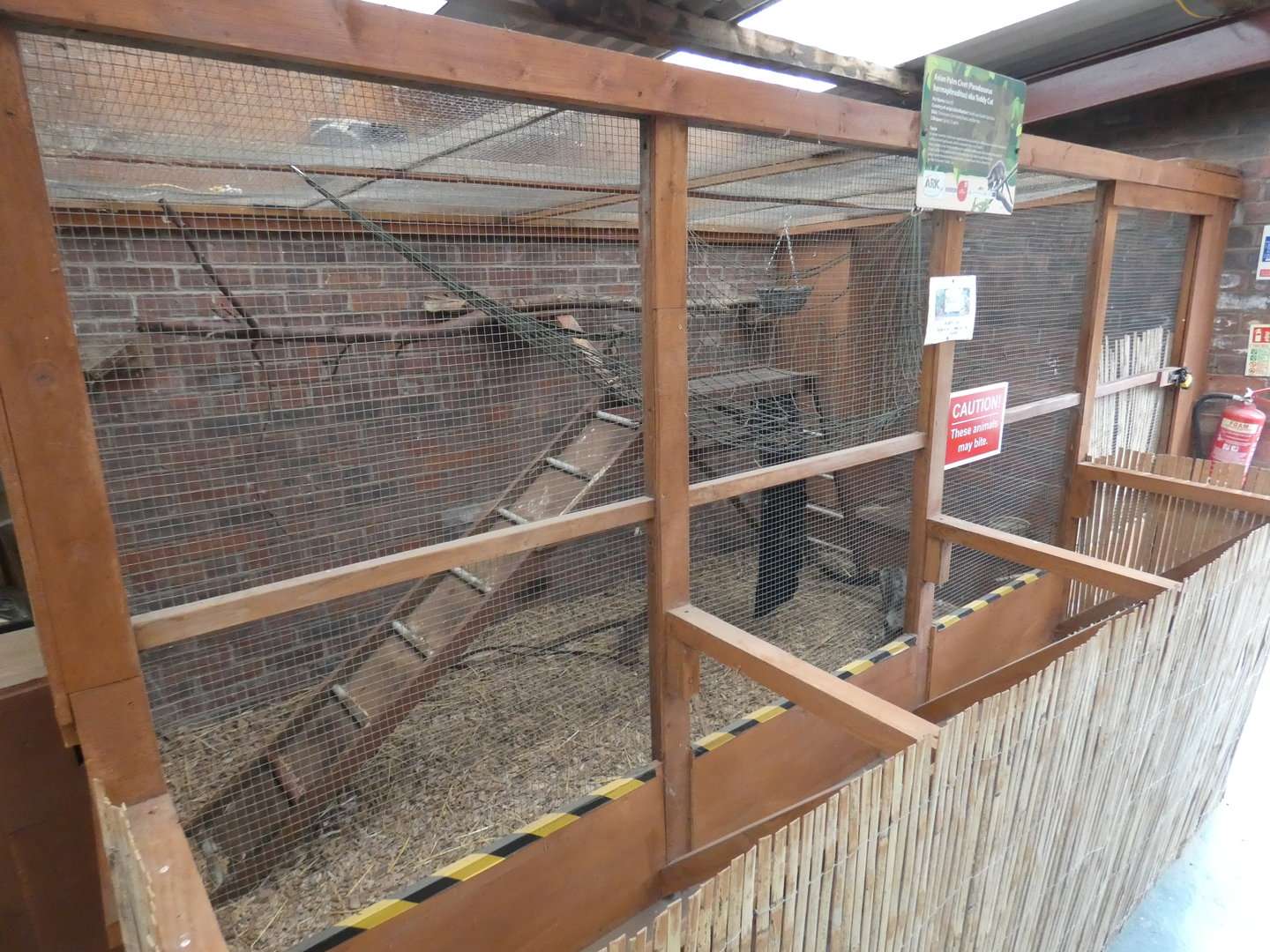 Asian palm civet indoor enclosure
