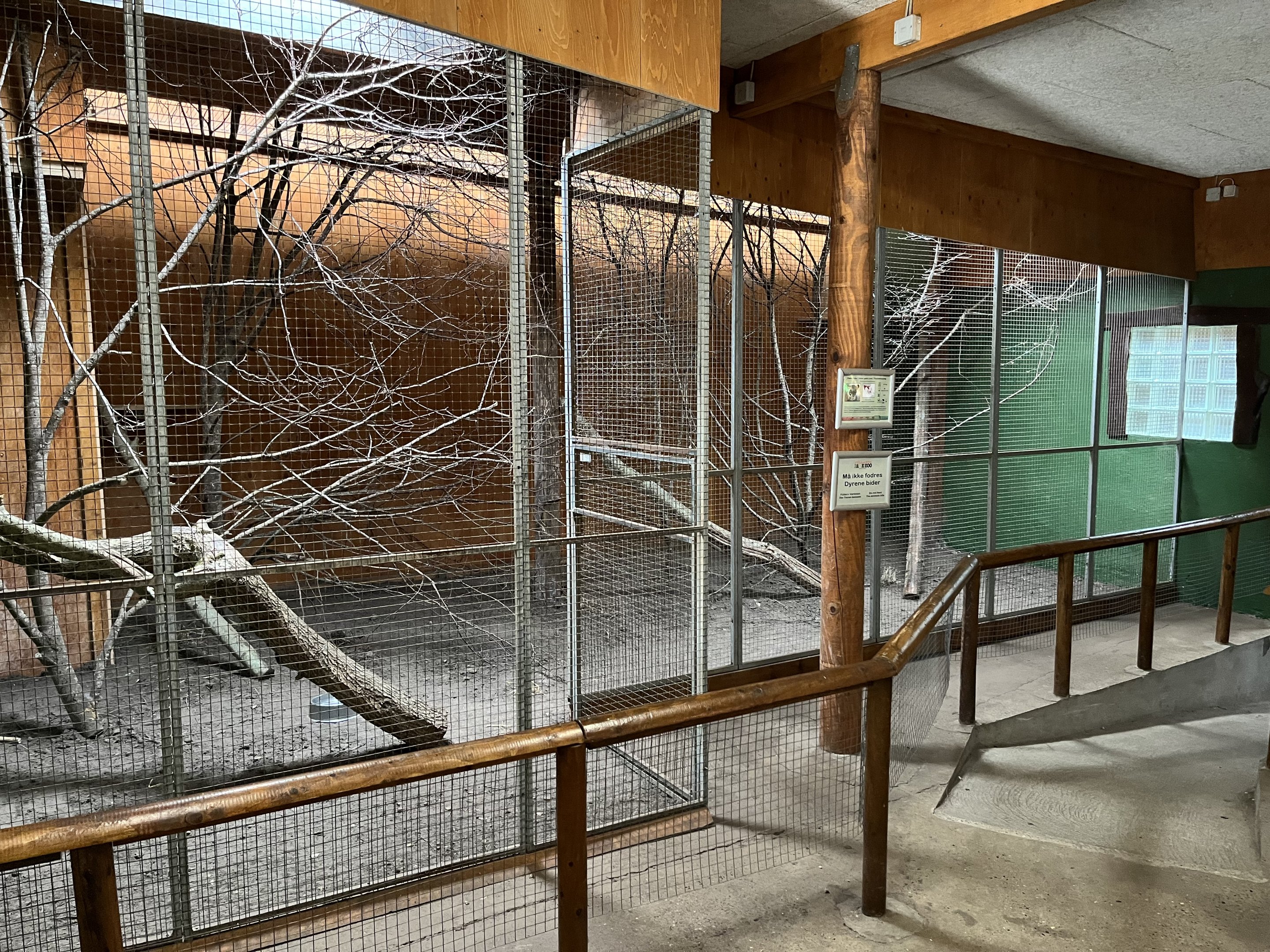 Asian Palm Civet - indoor exhibit