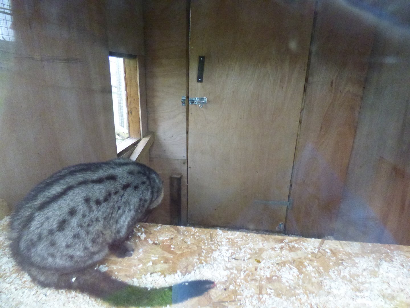 Asian Palm Civet Indoor