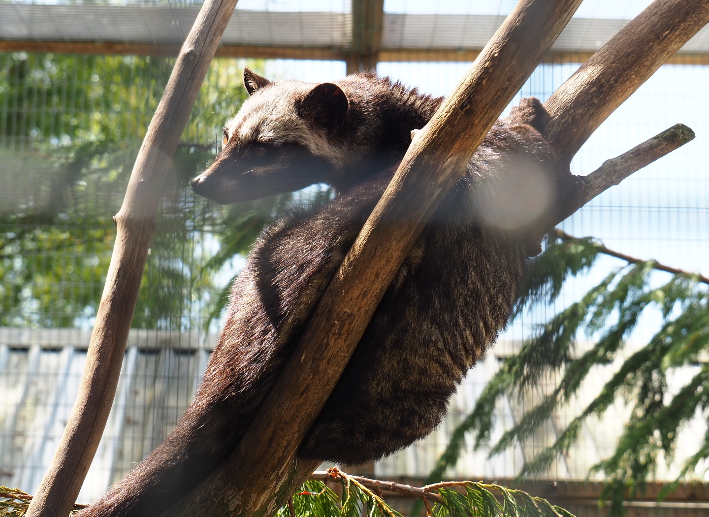 Asian palm civet (Paradoxurus hermaphroditus), 2019-06-01