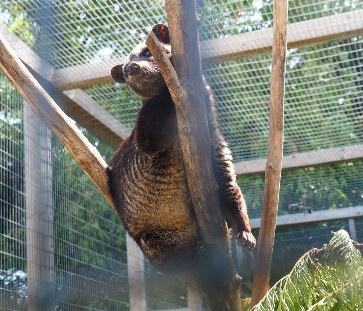 Asian palm civet (Paradoxurus hermaphroditus), 2019-06-01