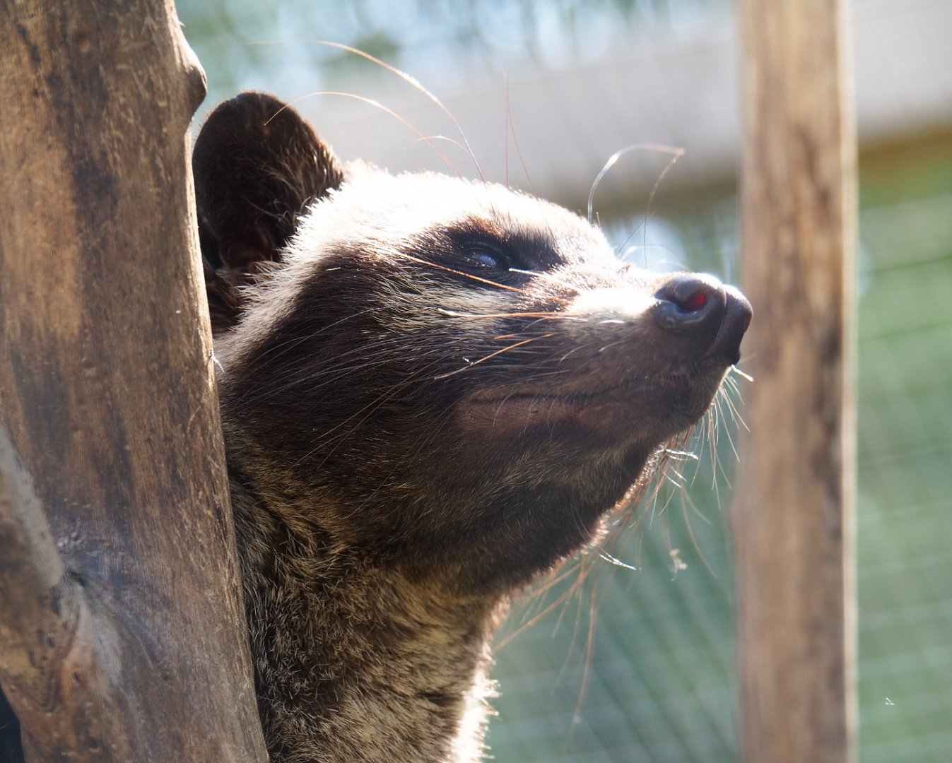 Asian palm civet (Paradoxurus hermaphroditus), 2019-06-01