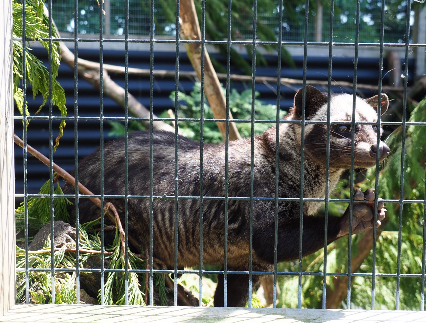 Asian palm civet (Paradoxurus hermaphroditus), 2019-06-01
