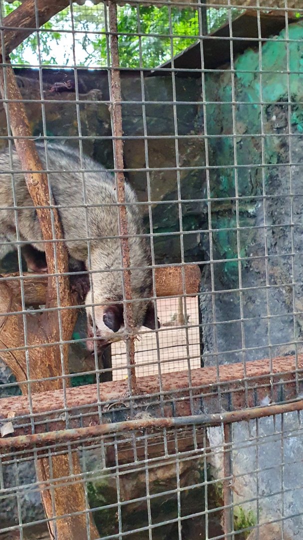 Asian Palm Civet (Paradoxurus hermaphroditus) - Taru Jurug Zoo