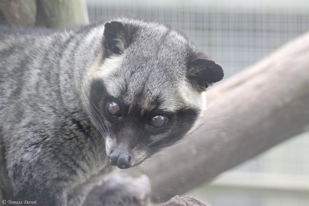 Asian Palm Civet (Paradoxurus hermaphroditus)