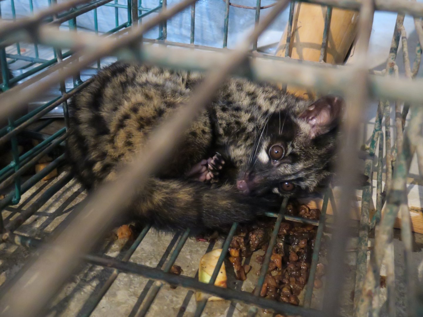 Asian palm civet (Paradoxurus hermaphroditus)