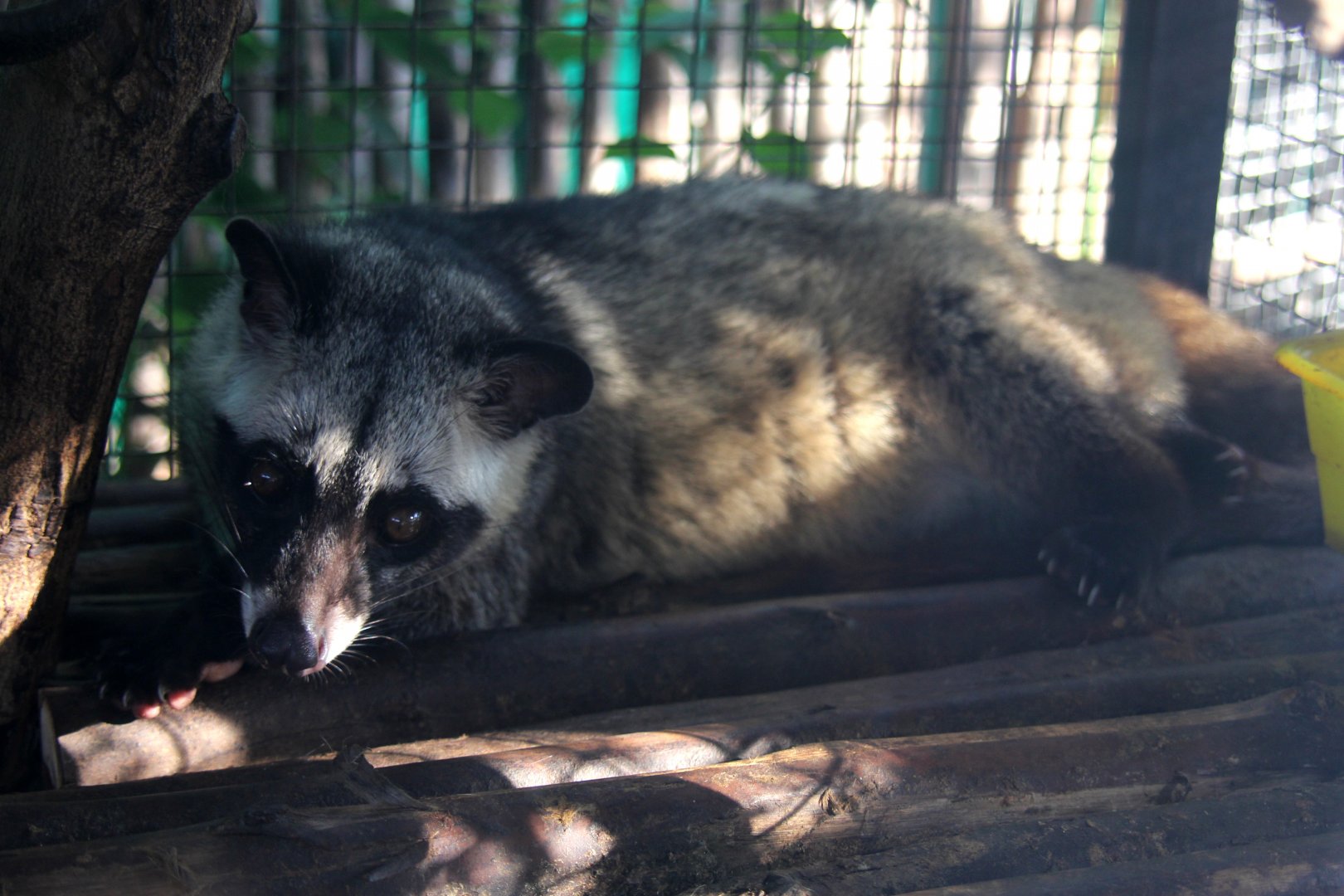 Asian palm civet (Paradoxurus hermaphroditus)