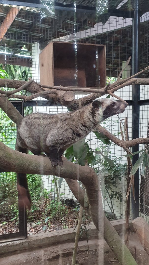 Asian Palm Civet (Paradoxurus hermaphroditus)