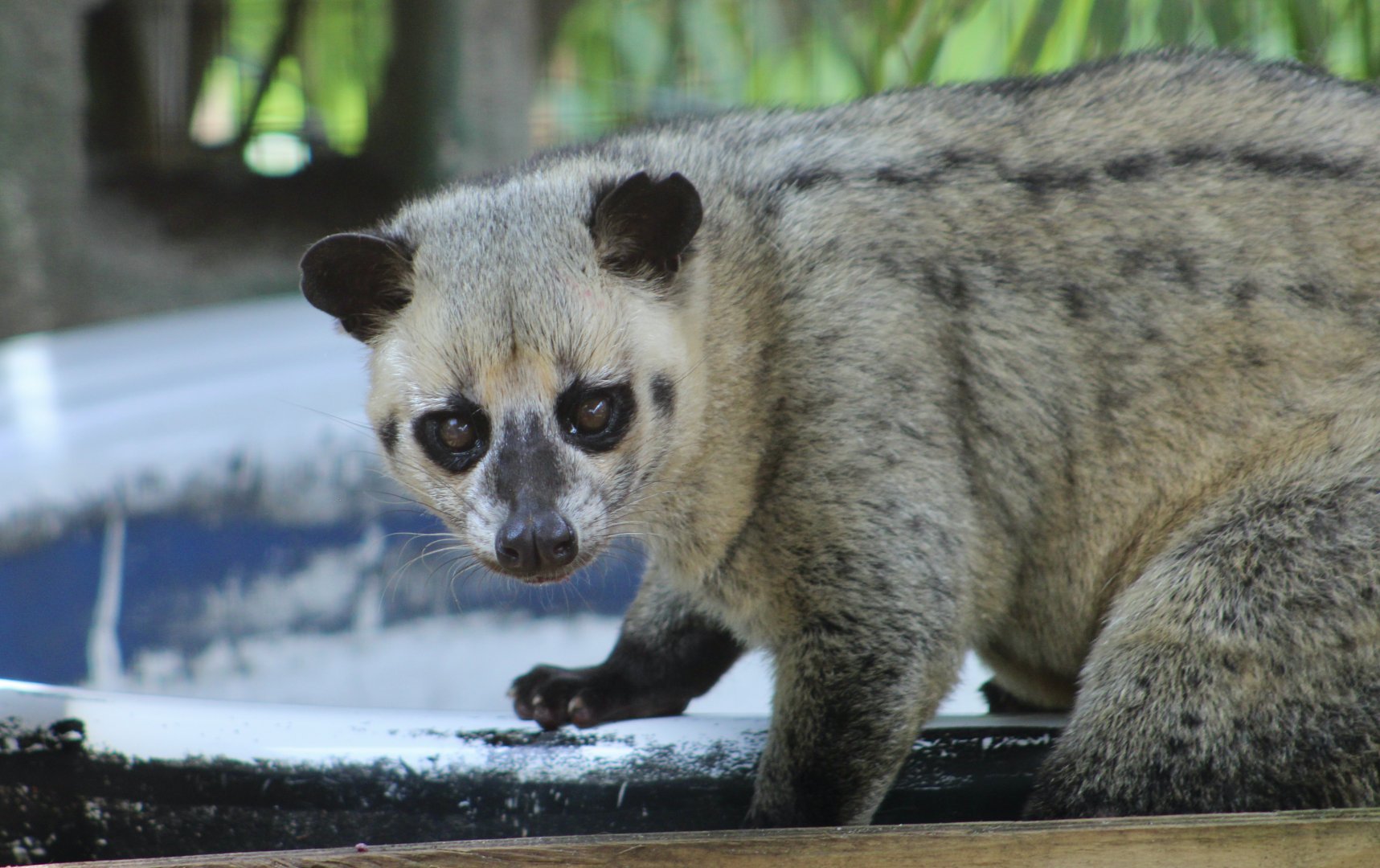 Asian Palm Civet (Paradoxurus hermaphroditus).
