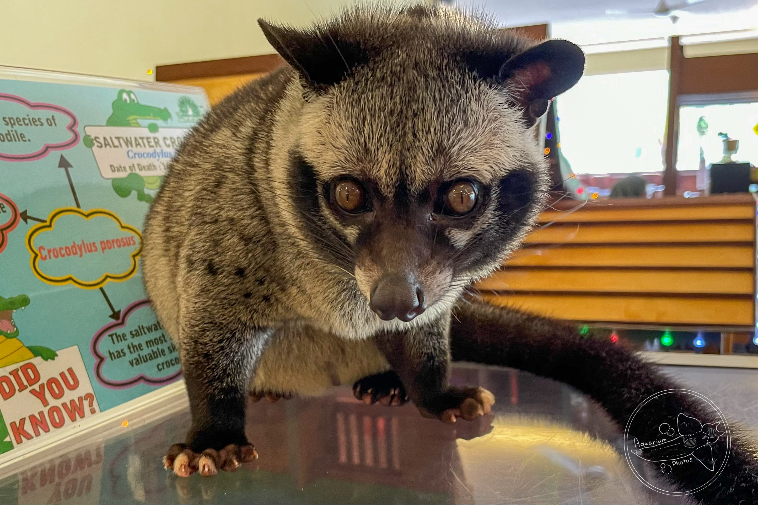 Asian Palm Civet (Paradoxurus hermaphroditus)
