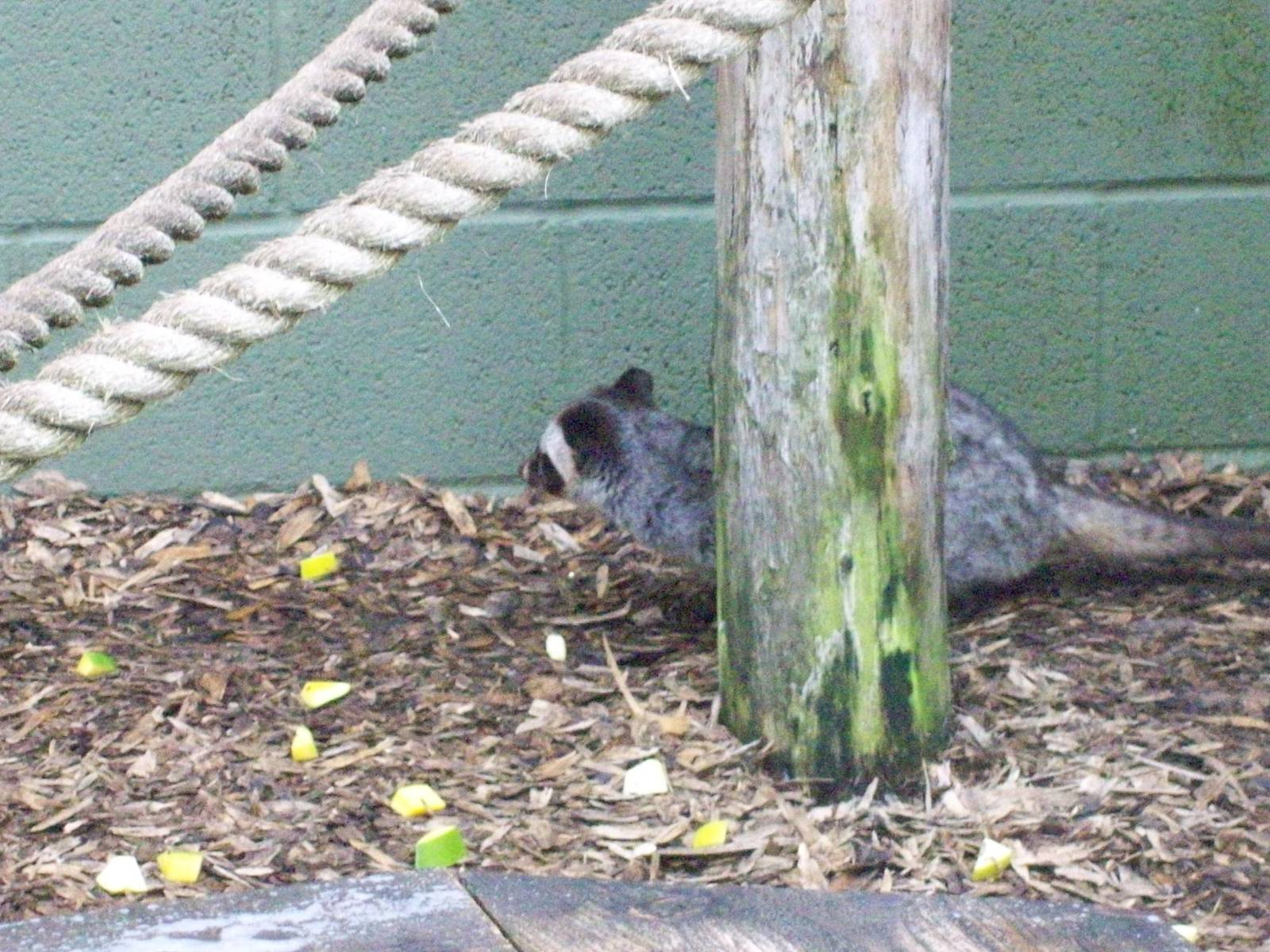asian palm civet
