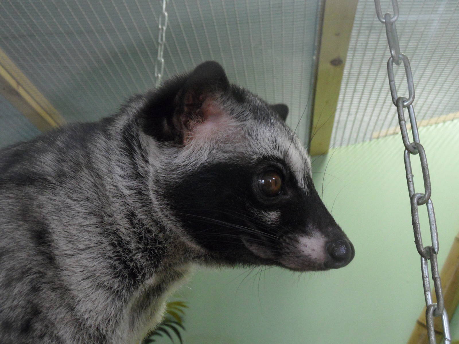 Asian palm civet