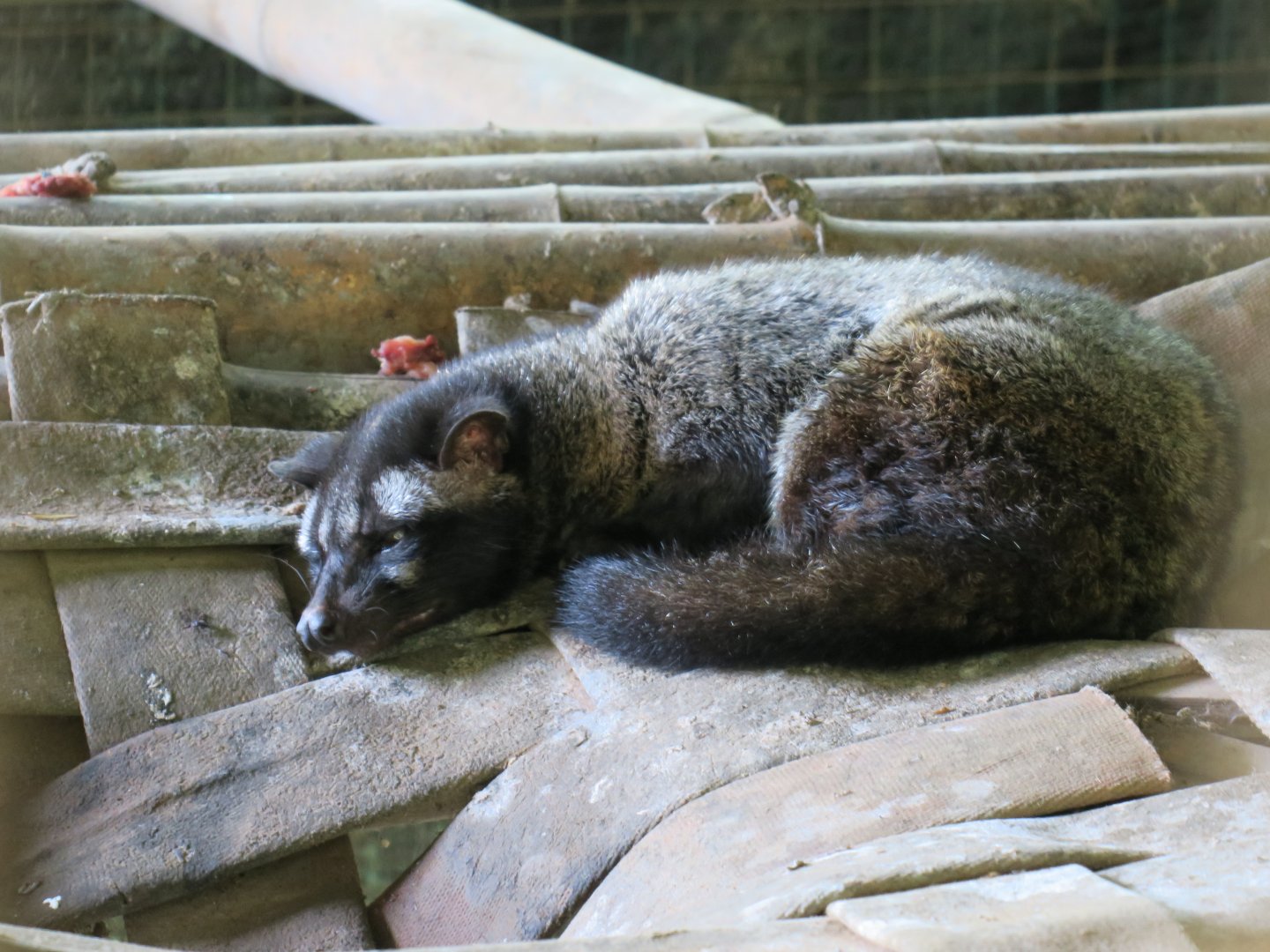 Asian palm civet
