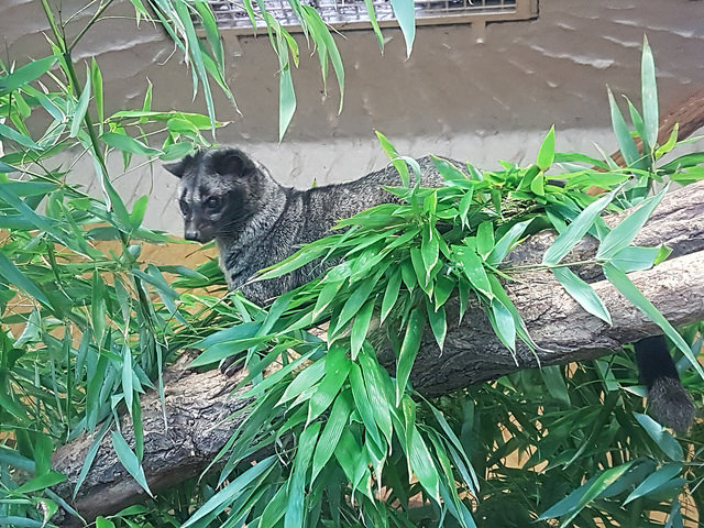 Asian palm civet