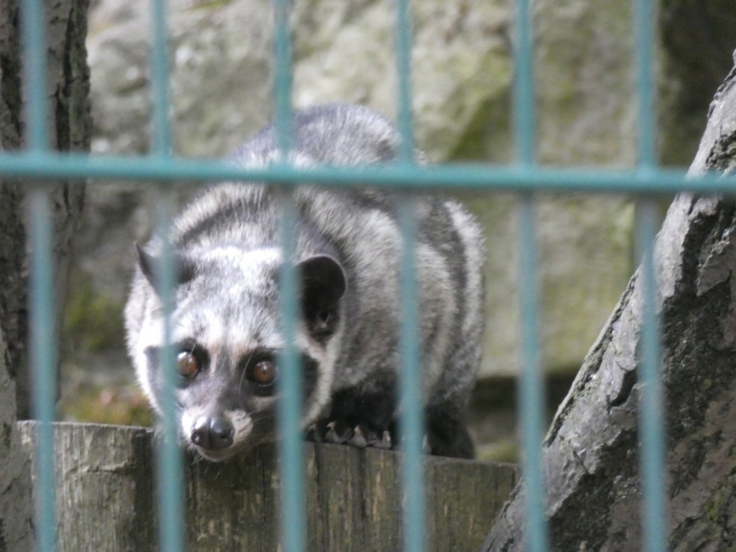 Asian Palm Civet