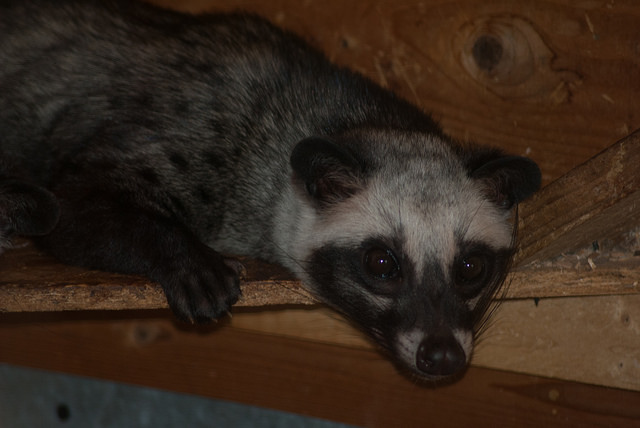 Asian palm civet