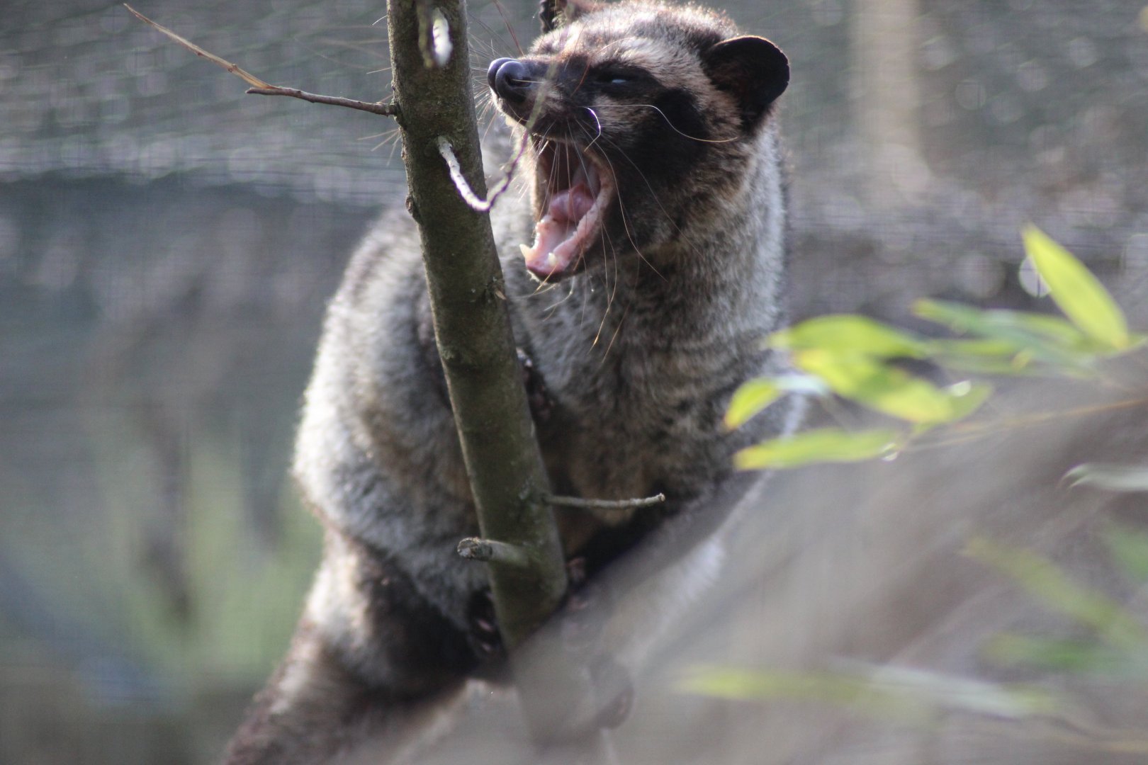 Asian Palm Civet