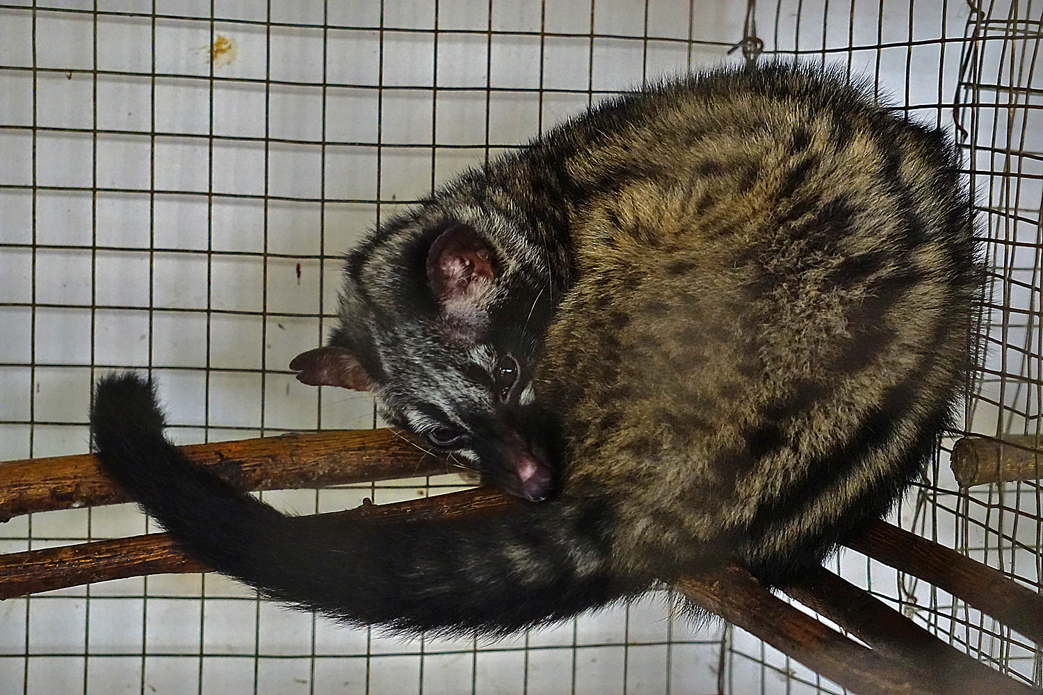 Asian palm civet
