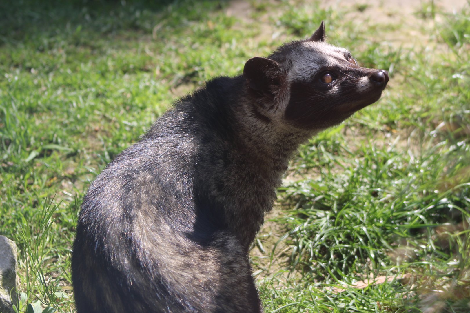 Asian palm civet