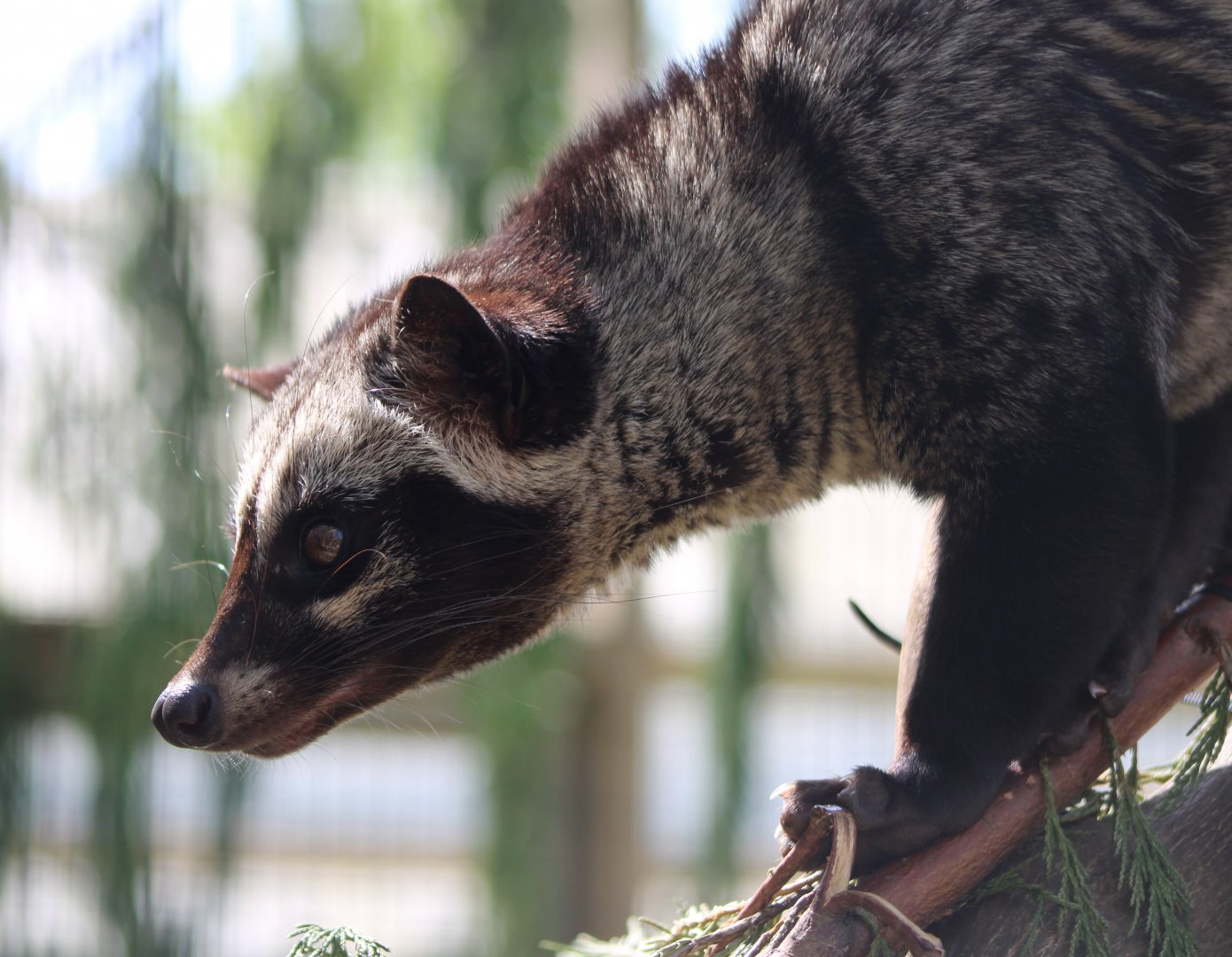 Asian palm civet